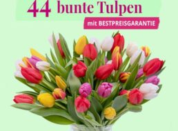 Blumeideal: 44 bunte Tulpen für 22,98 Euro frei Haus