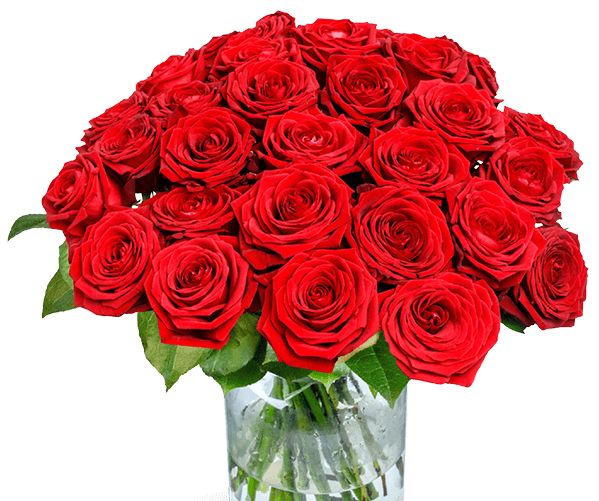 Blumeideal: 20 rote Rosen mit großem Blütenkopf für 19,98 Euro frei Haus