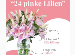 Blumeideal: 24 pinke Lilien mit XXL-Blüten für 24,98 Euro frei Haus