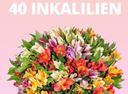 Blumeideal: 40 Inkalilien mit bis zu 400 Blüten für 27,98 Euro frei Haus