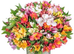 Blumeideal: Strauß mit 300 Blüten für 19,99 Euro plus Versand
