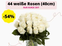 Blumeideal: 44 weiße Rosen für 19,99 Euro plus Versand