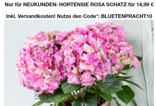 Blume2000: Hortensie mit Herztopf für 14,99 Euro frei Haus