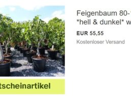 Ebay: Winterharter Feigenbaum für 49,99 Euro frei Haus