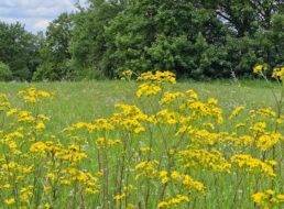 Gratis: Samen für “Bio Blumenwiese” bei Greenpeace zum Nulltarif